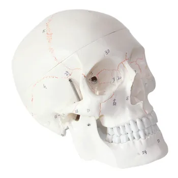 модель человеческого черепа Кости черепа взрослого человека с цифровым номерным знаком человеческий скелет mdoel